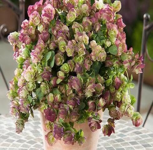 Green Pink Oregano Kirigami Plant Seeds herb seeds - organic, fresh harvest garden seeds