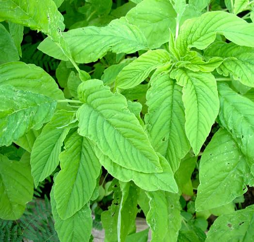 Green CALLALOO Green vegetable seeds for Home Gardening, Easy Grow Culinary Garden for kitchen garden planting