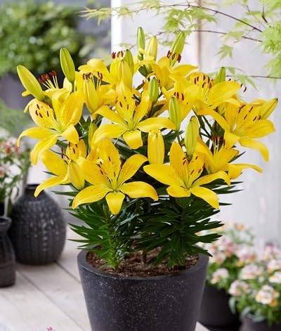 Yellow Lunaria Flower Seeds