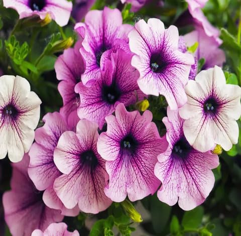 Purple Petunia Flower Seeds