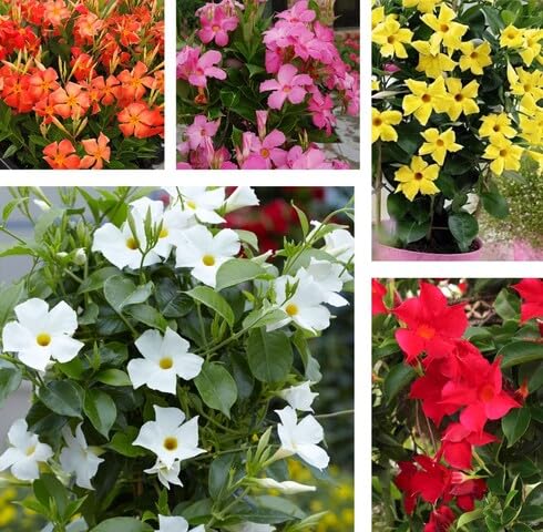 mixed mandevilla flower seeds