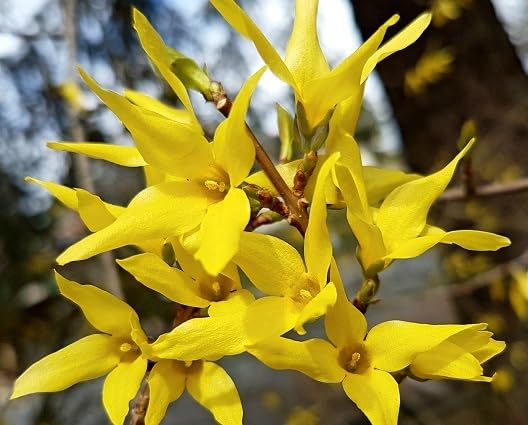 yellowsythia flower seeds