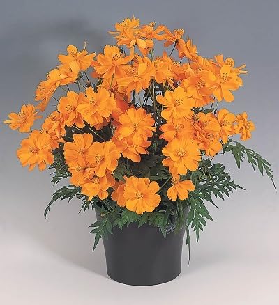 orange cosmos flower seeds