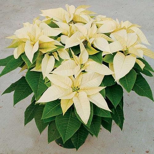 yellow poinsettia flower seeds