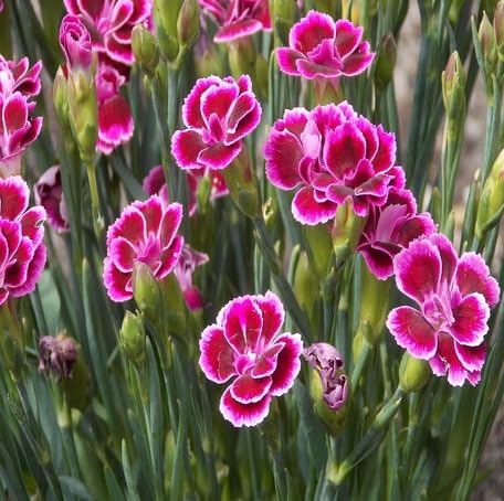 pink dianthus caryophyllus flower