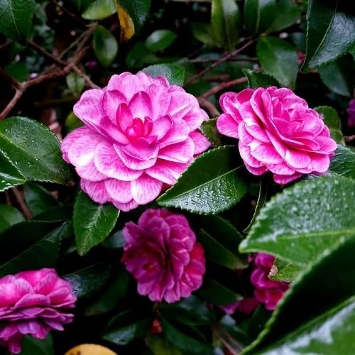 Pink Camellia Flower Seeds