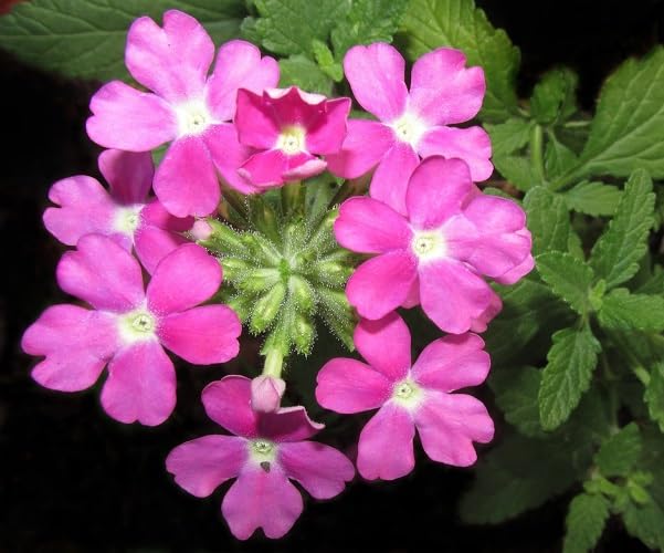 Pink Verbena Flower Seeds