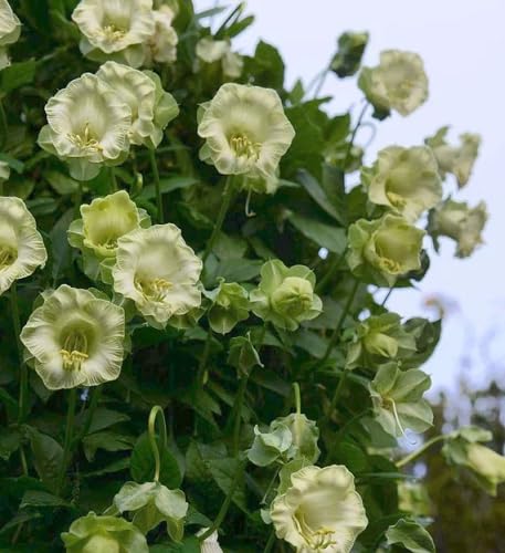 White Climbing Cathedral Bells Flower Seeds