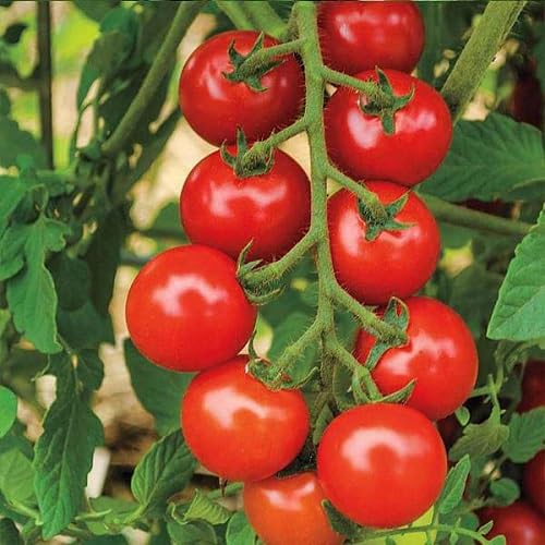 Tomato Organic vegetable seeds - Heirloom, Organic, Non Gmo Garden Seeds for kitchen garden planting