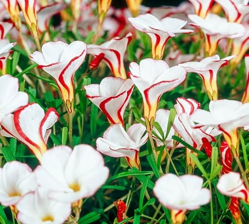 Oxalis Flower Seeds