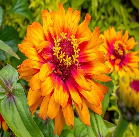 red orange zinnia flower