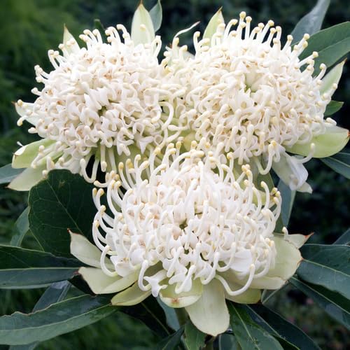 White Telopea speciosissima Flower Seeds