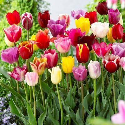 Mixed Tulip Flowers Seeds