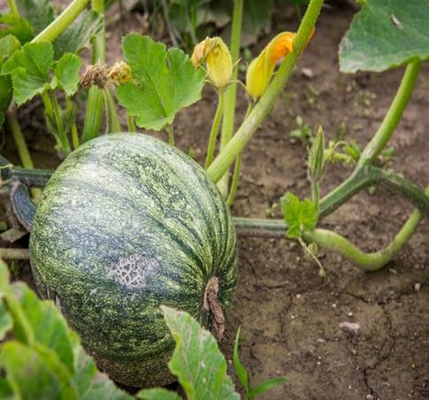 Pumpkin Fruit vegetable seeds for Home Gardening, Healthy Seasonal Vegetable Planting for kitchen garden planting