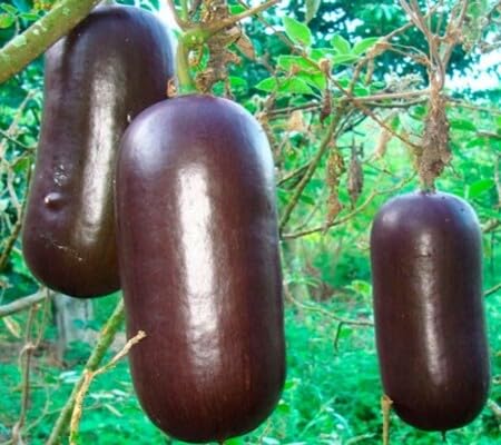 Cassabanana vegetable seeds Black vegetable seeds for Home Gardening, Heirloom, Non-GMO, High for kitchen garden planting