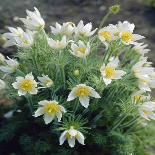 White Pasque Flower Seeds