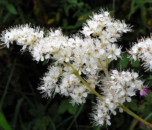 White Filipendula Flower Seeds
