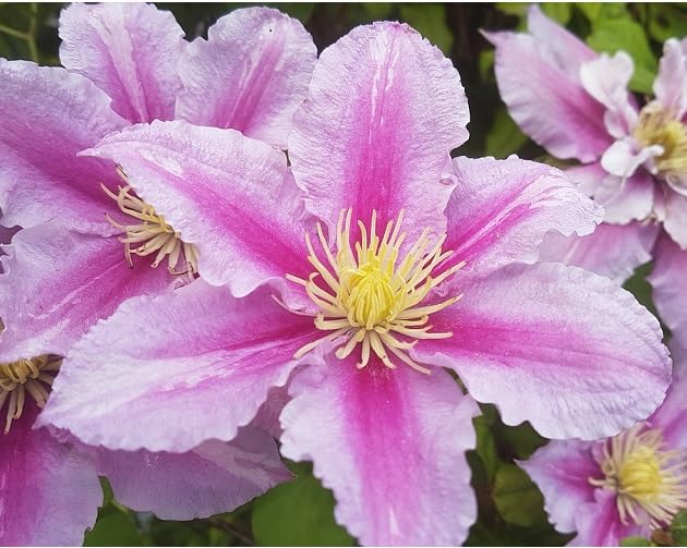 Mixed Clematis Flower Seeds