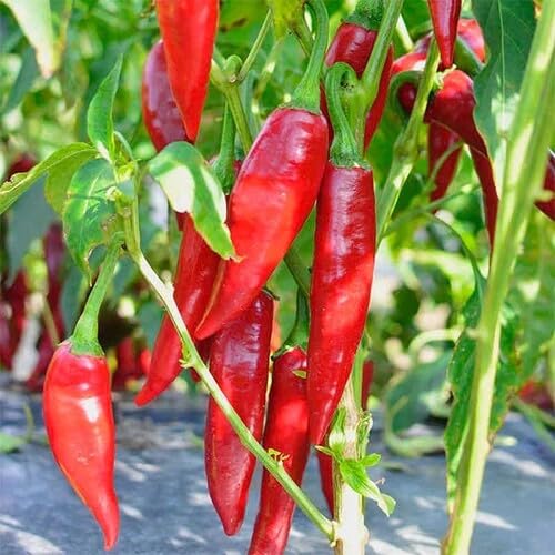 Red Paprika Pepper Vegetable Seeds Heirloom, Non-GMO for Home Garden Planting