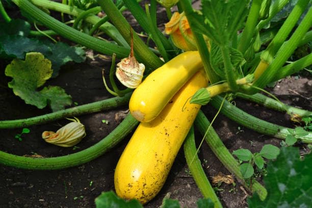 Zuccini vegetable seeds - Heirloom, Organic, Non Gmo Garden Seeds for kitchen garden planting