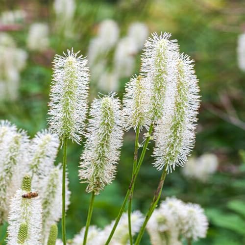 White Sanguisorba Flower Seeds