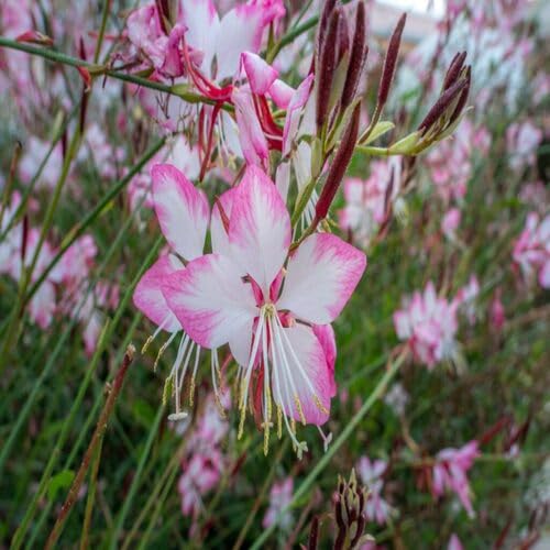 Pink White Gaura Flower Seeds