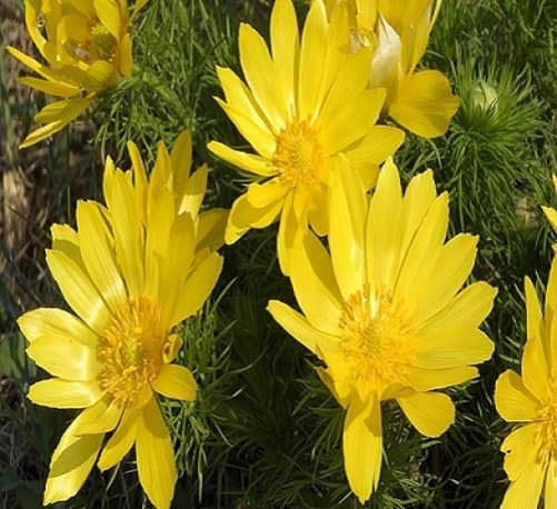 Adonis Flower Seeds