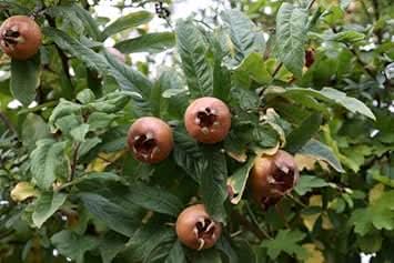 Mespilus Germanica Fruit Hardy And Tart Trees For Sustainable Fruit Seeds
