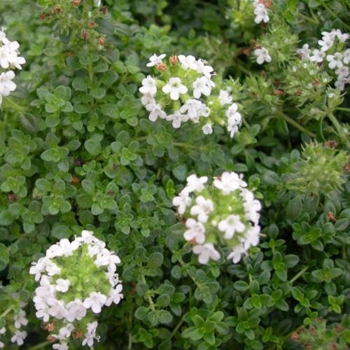 White Creeping Thyme Flower Seeds