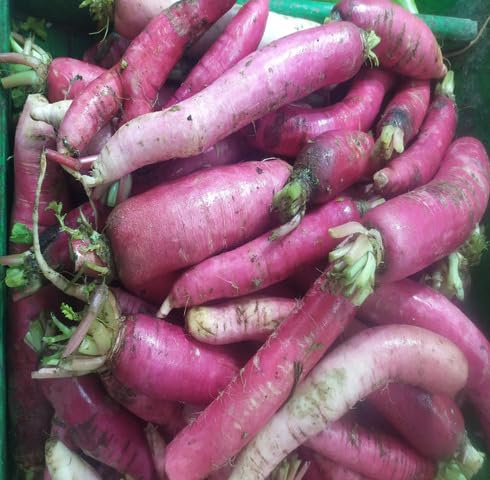 Pink Yacon vegetable seeds vegetable seeds for Home Gardening, Organic Raised Bed Gardening for kitchen garden planting