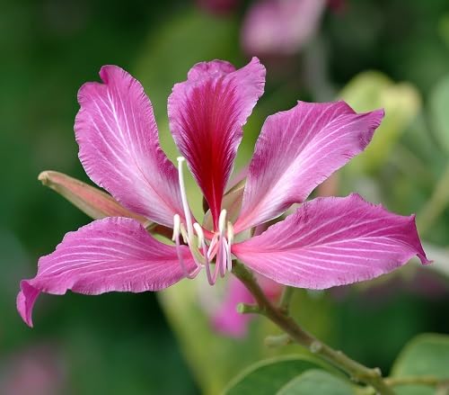 pink bauhinia flower seeds
