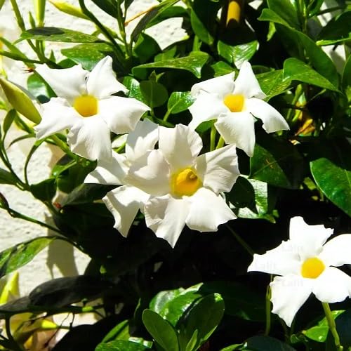 white dipladenia flower seeds