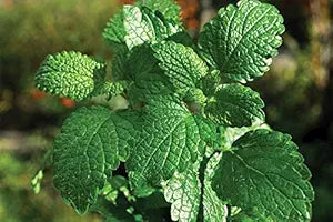 mint mentha spp in herb garden vegetable