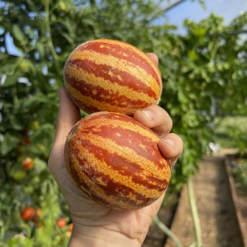 Orange Annes Melon vegetable seeds - Heirloom, Organic, Non Gmo Garden Seeds for kitchen garden planting