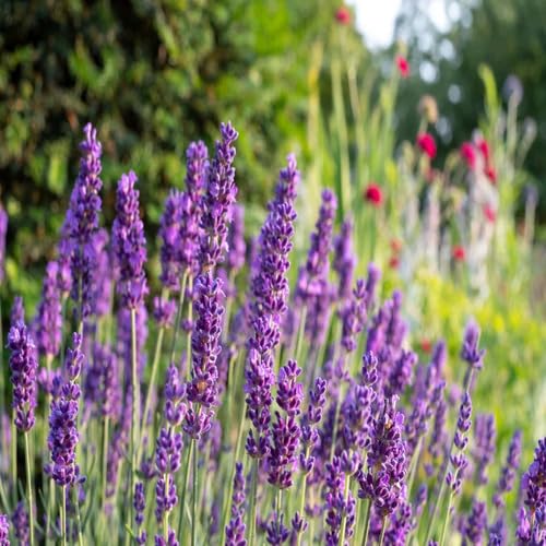 Lavender Flower Seeds