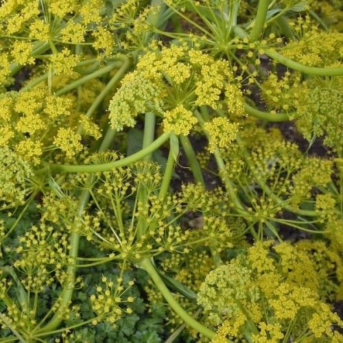 Yellow Galbanum Flower Seeds