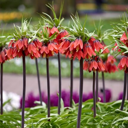 Red Kaiserkrone Flower Seeds