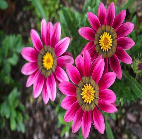 pink gazania flower seeds