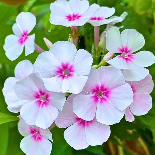 Pink White Phlox Flower Seeds
