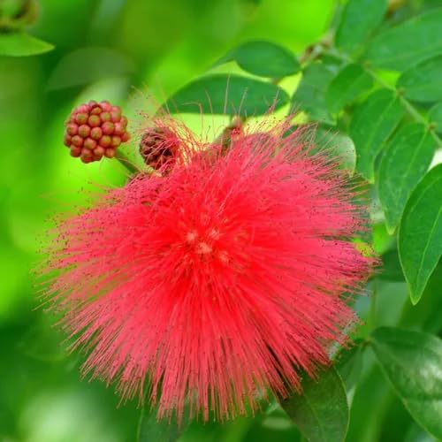 Red Calliandra Flower Seeds