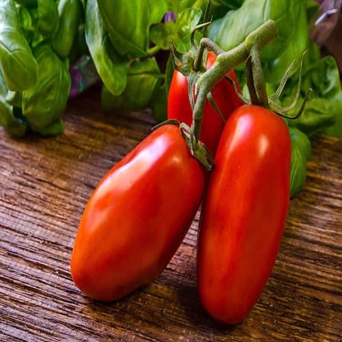 Marzano Tomato vegetable seeds - Heirloom, Organic, Non Gmo Garden Seeds for kitchen garden planting