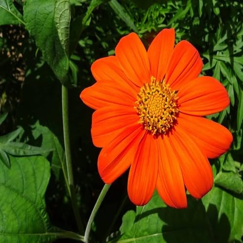 Orange Tithonia diversifolia Flower Seeds