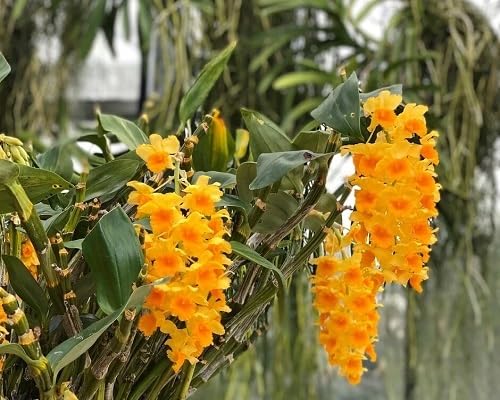Yellow Verbascum Densiflorum Flowers Seeds