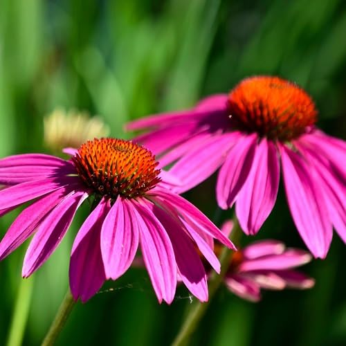 Pink Echinacea Flowers Seeds