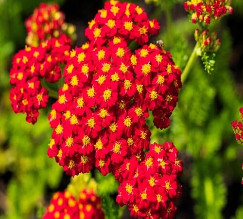 Red Yarrow Flower Seeds