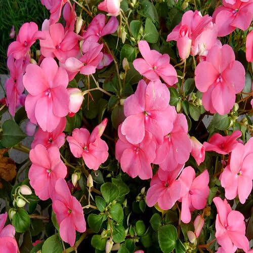 Pink Impatiens Walleriana Flower Seeds