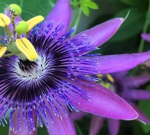 Purple Perennial Passion Flower Seeds