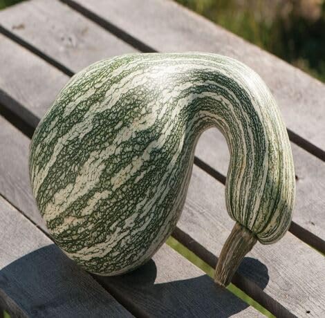 Green cushaw Pumpkin vegetable seeds for Home Gardening, Nutritious Backyard Harvest for kitchen garden planting