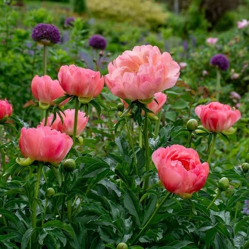 Pink Peony Flower Seeds