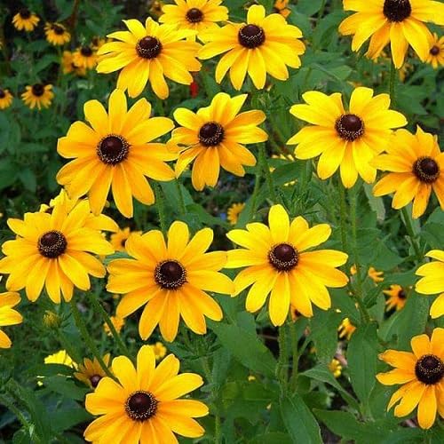 Yellow Dwarf Sunflower Seeds